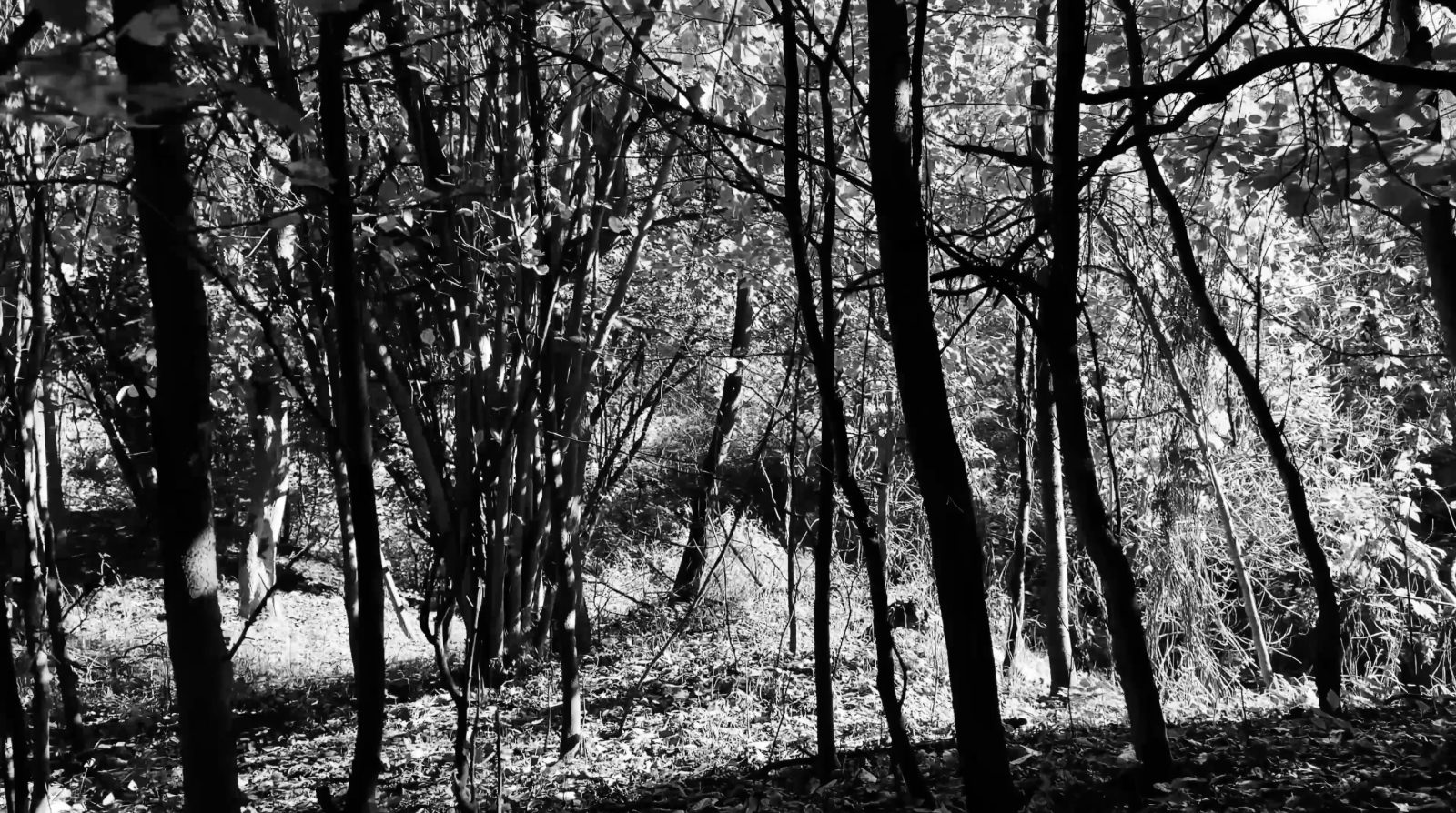 Black-and-white forest